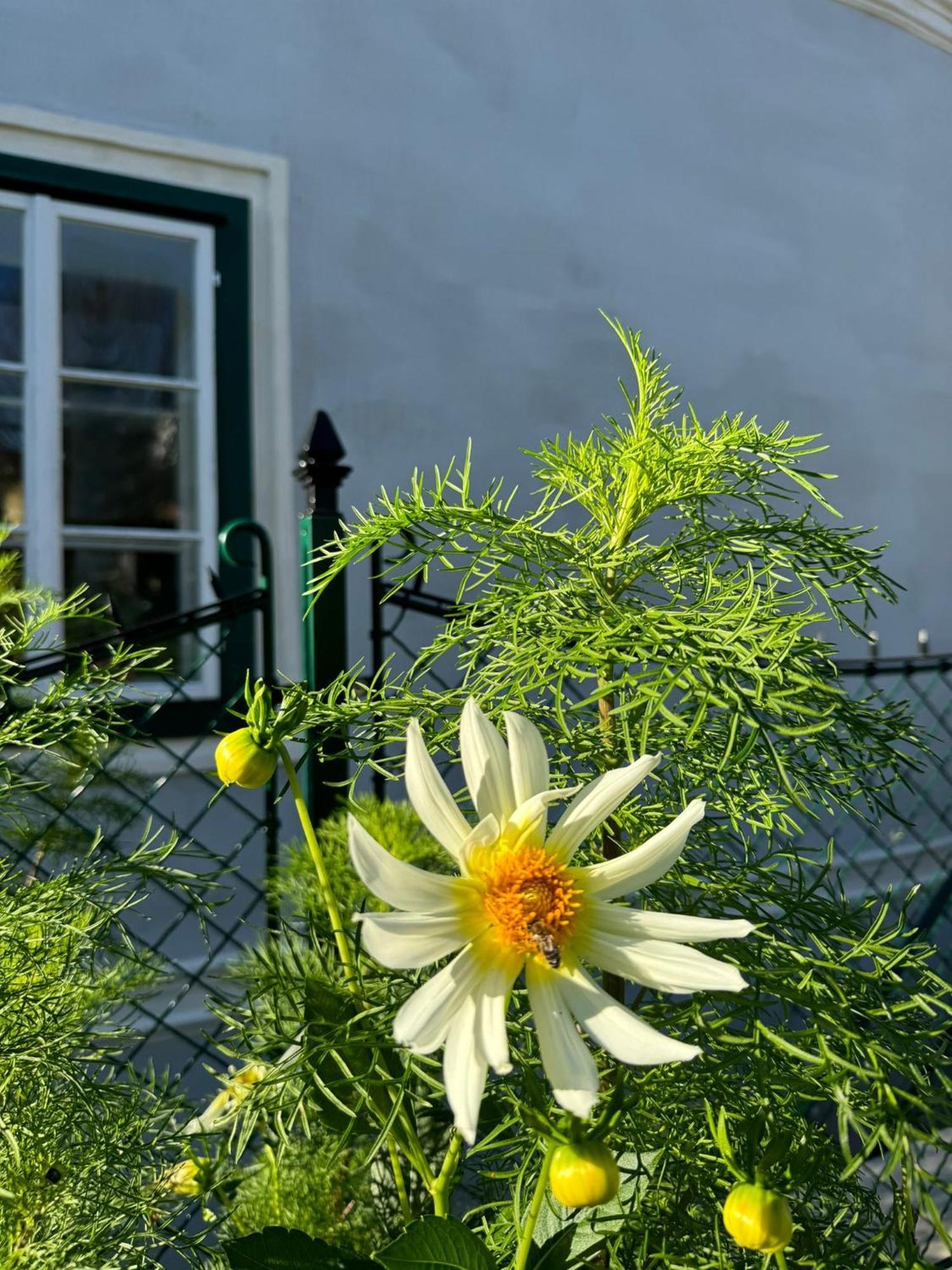 Podenhaus Bad Aussee Dış mekan fotoğraf